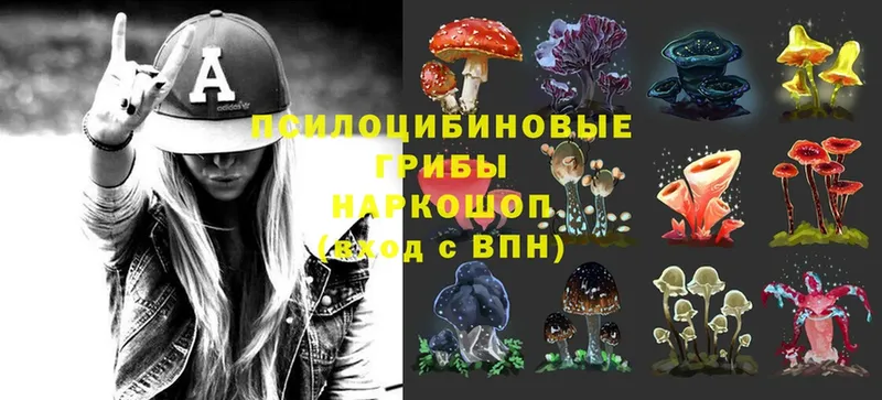 Псилоцибиновые грибы Psilocybe  Юрга 